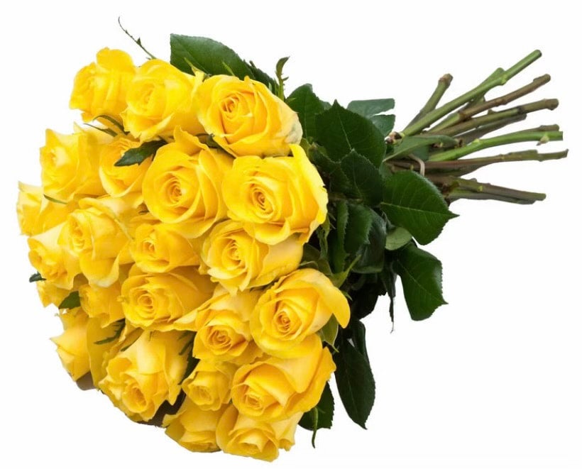 Yellow Roses
